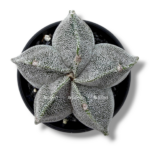 astrofitum miriostigma e1769759575374