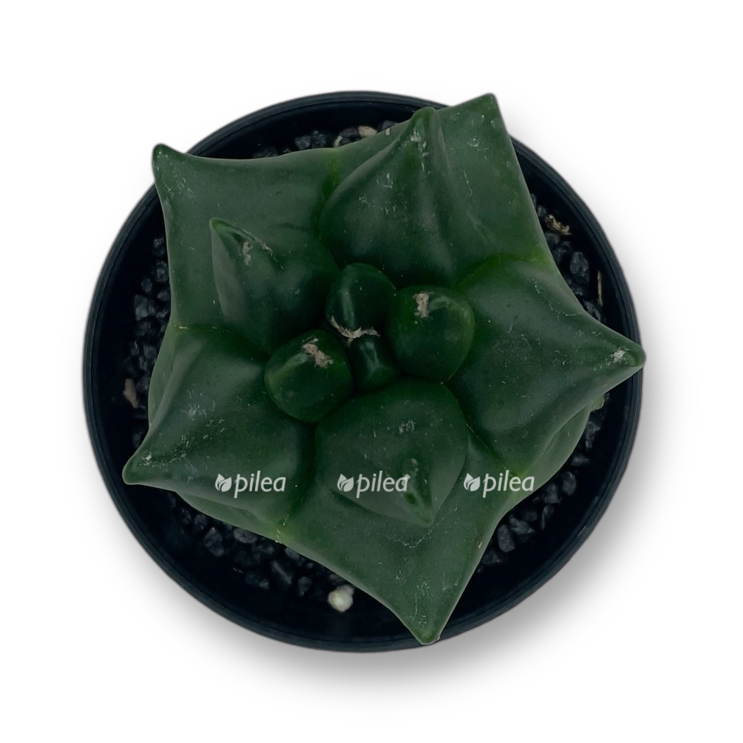 astrofitum miriostigma kikko