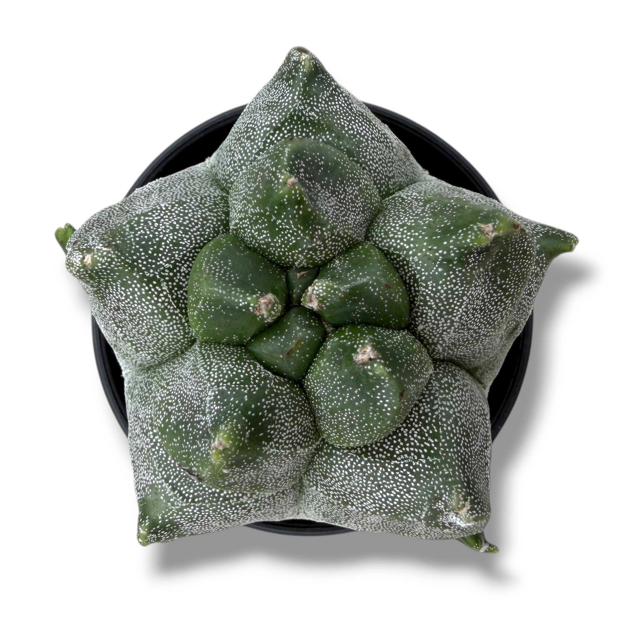 astrofitum miriostigma kikko