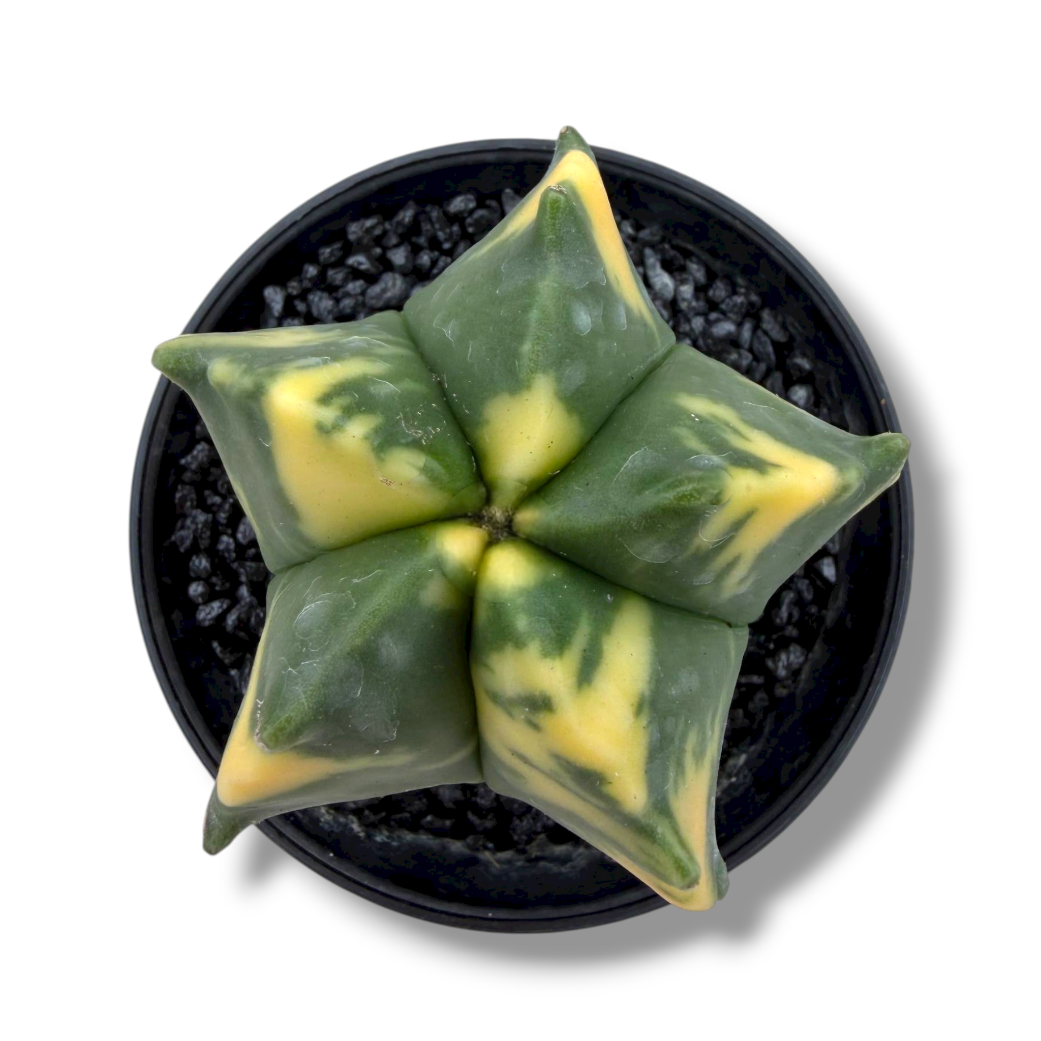 astrofitum miriostigma variegata