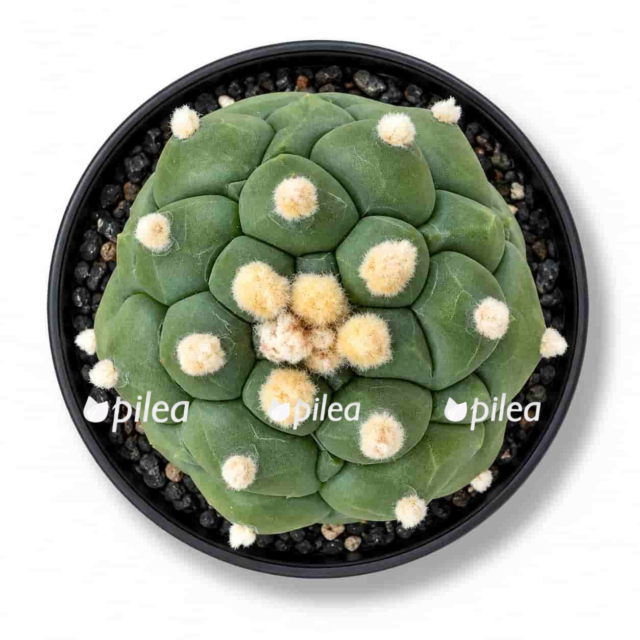 astrophytum-asterias-kikko astrophytum asterias kikko