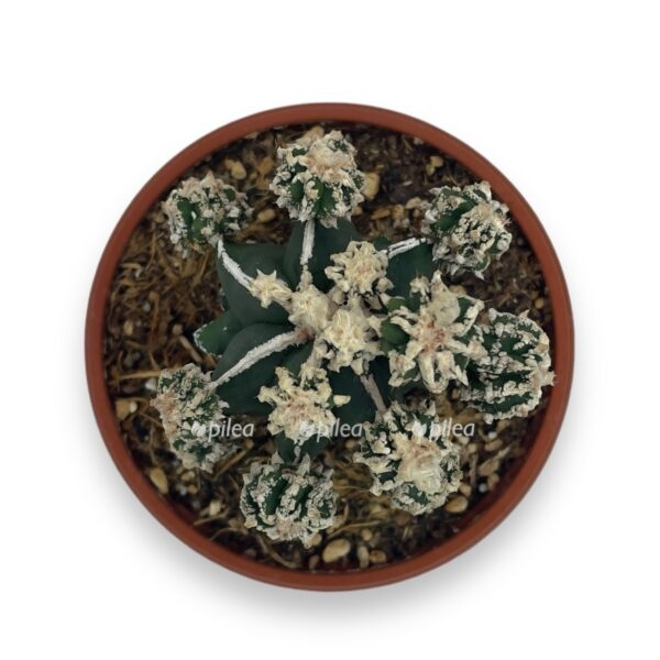 astrophytum myriostigma fukuryu e1729092773236