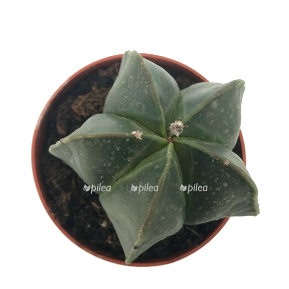 astrophytum myriostigma nudum31 1