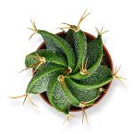 astrophytum ornatum