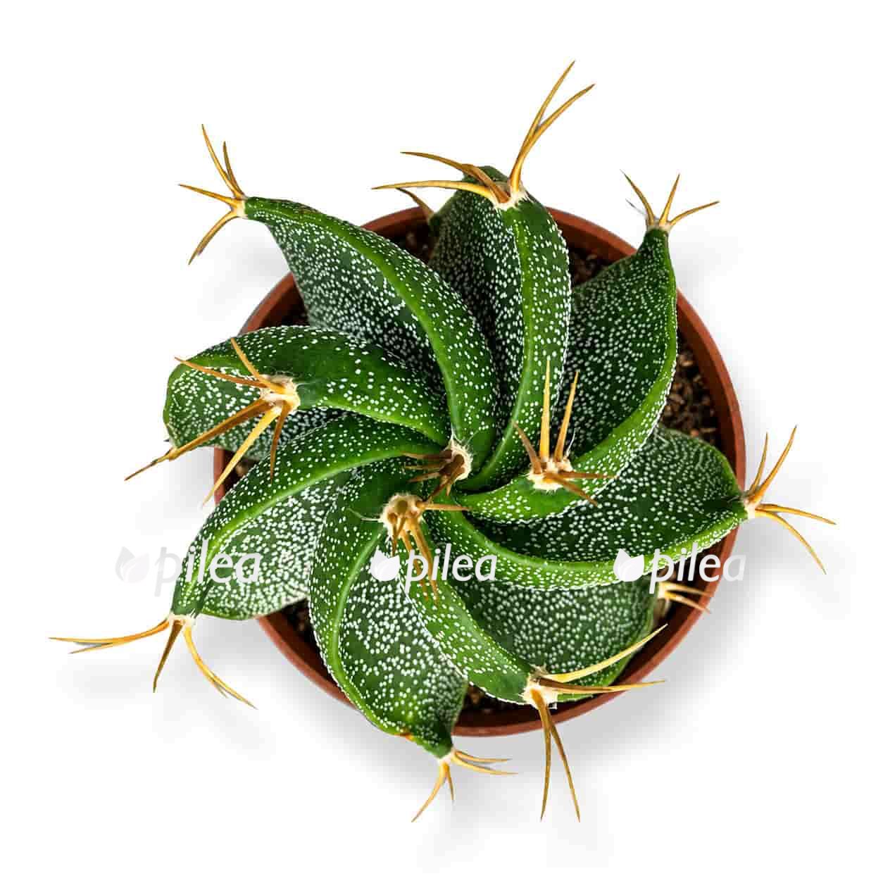 astrophytum ornatum