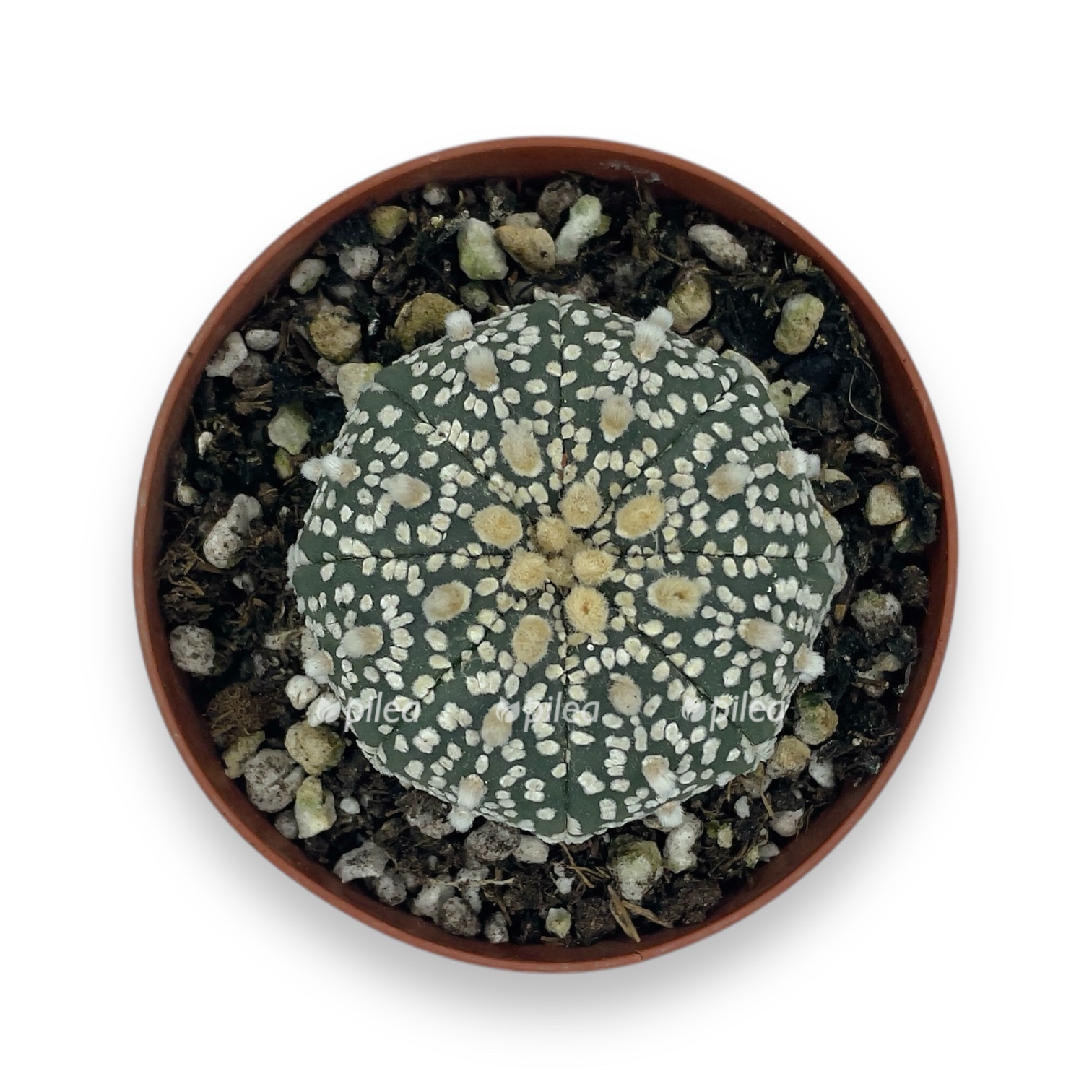 astrophytum super kabuto