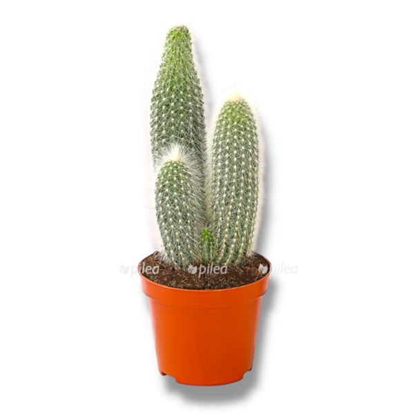 austrocefalocereus e1765644617401