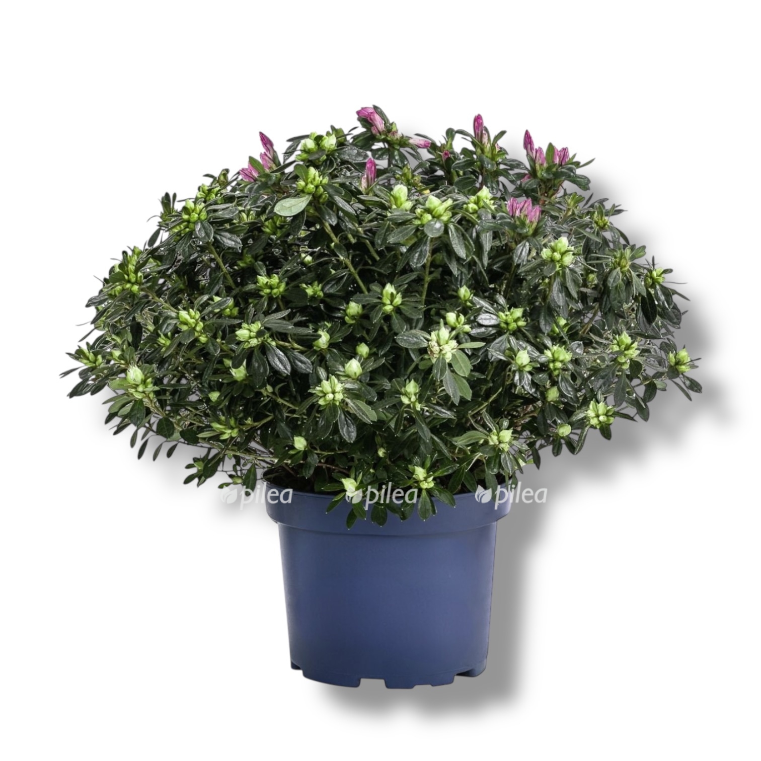 azaliya gimalai fioletovaya