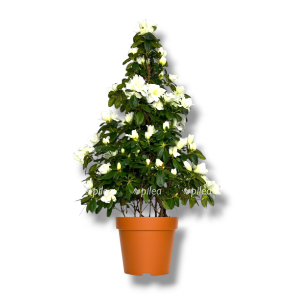 azaliya indika piramida belaya e1762932613748