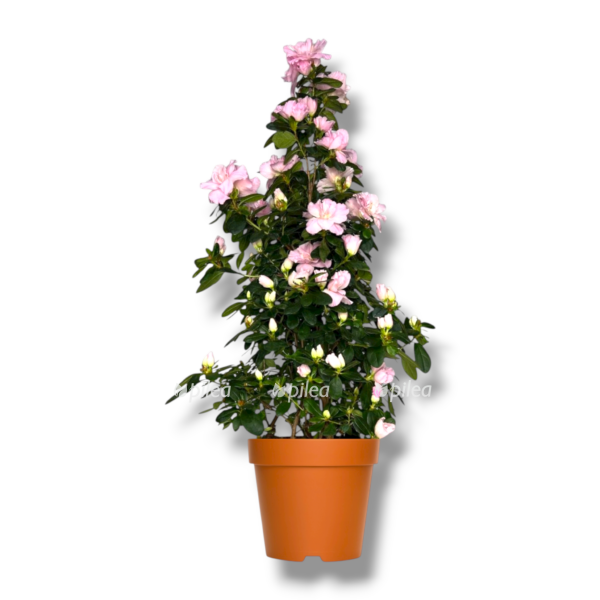 azaliya indika piramida rozovaya e1762932709187