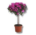 azaliya ledi violet