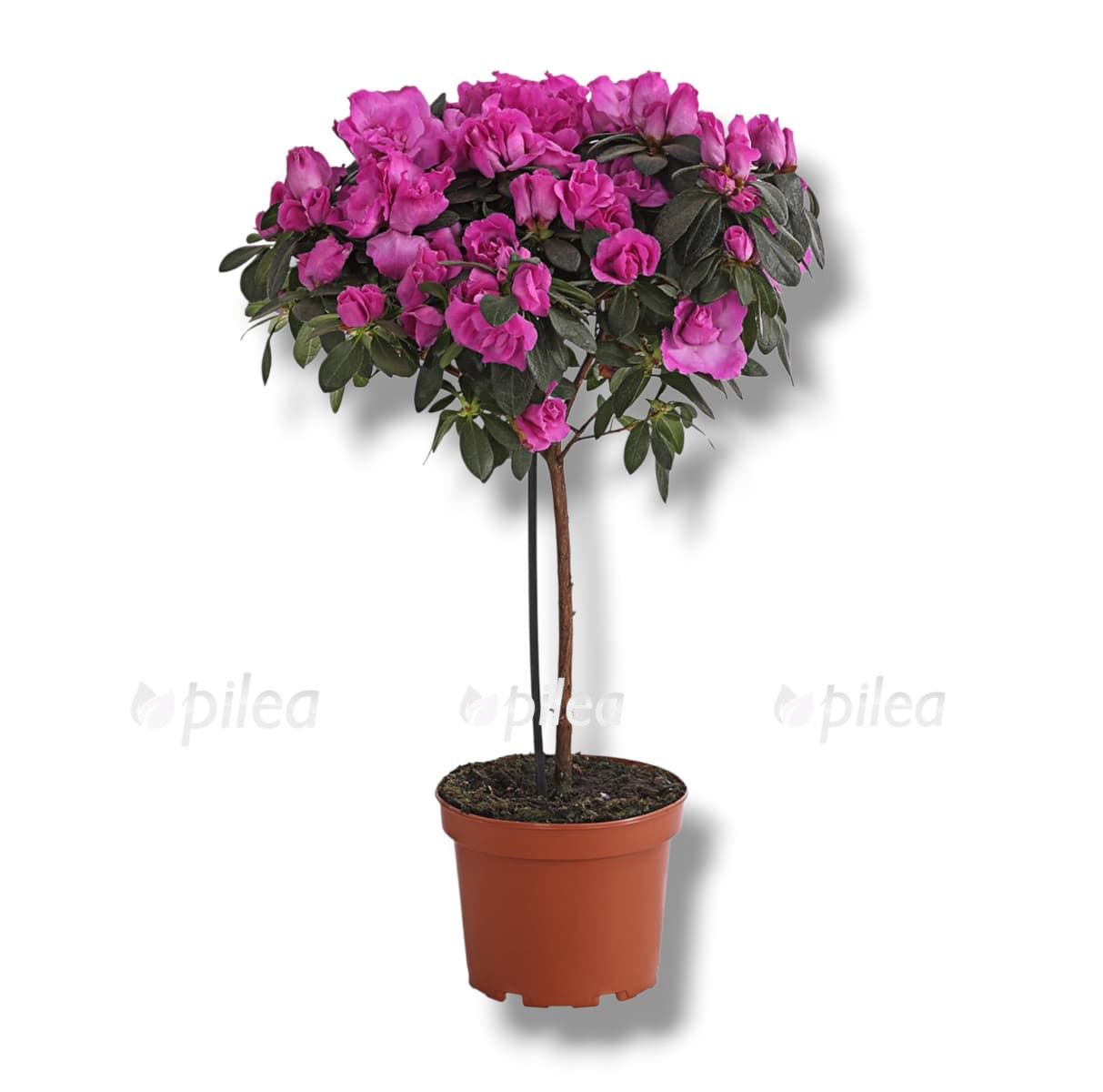 azaliya-ledi-violet azaliya ledi violet