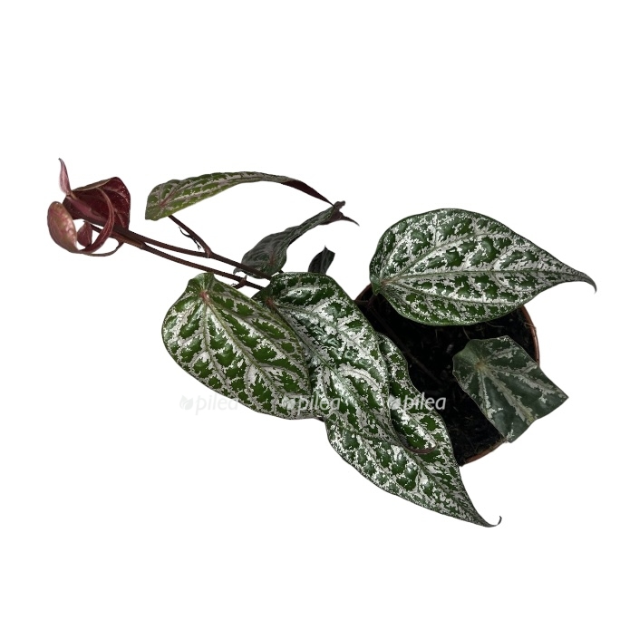 b1c0a6fe 582d 49bf 8f97 93ec517737f1