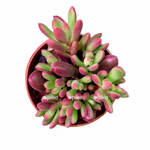 b212f9f7 8e67 4856 a3a9 d0e90614d2c7 e1602774478235