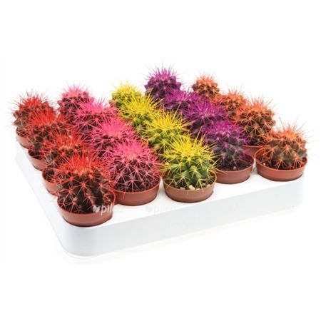 b613177 0001266848 h 1