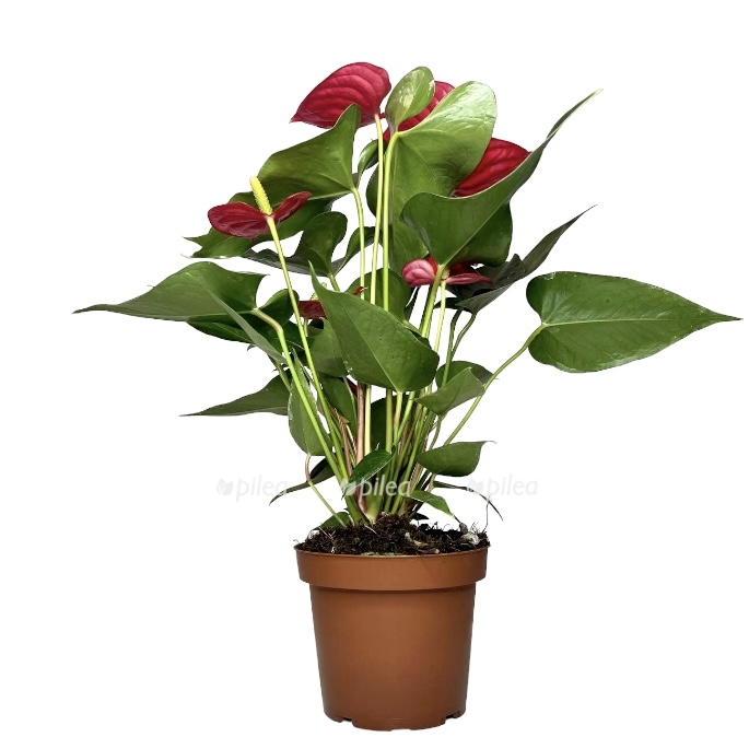 b6b2d729-8d4f-48f8-96fb-439f8ddf8edb.jpeg b6b2d729 8d4f 48f8 96fb 439f8ddf8edb