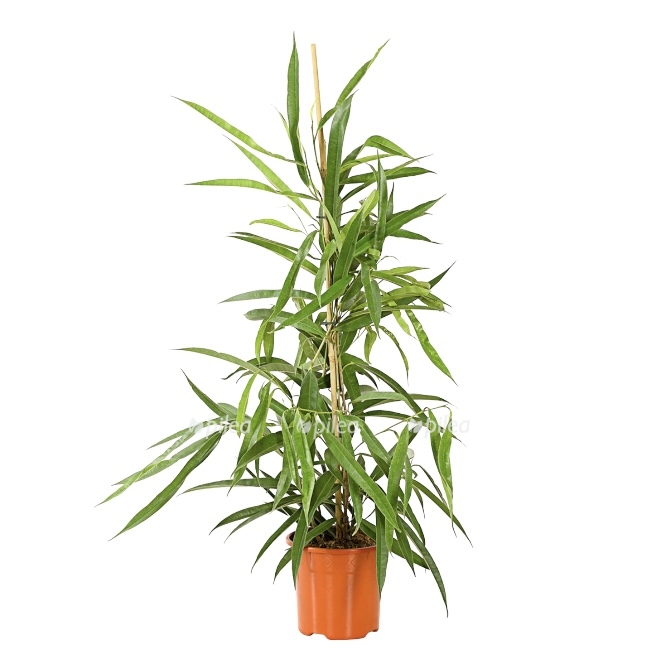 b70af062 9f6e 4bc5 8bf9 2a3585094389