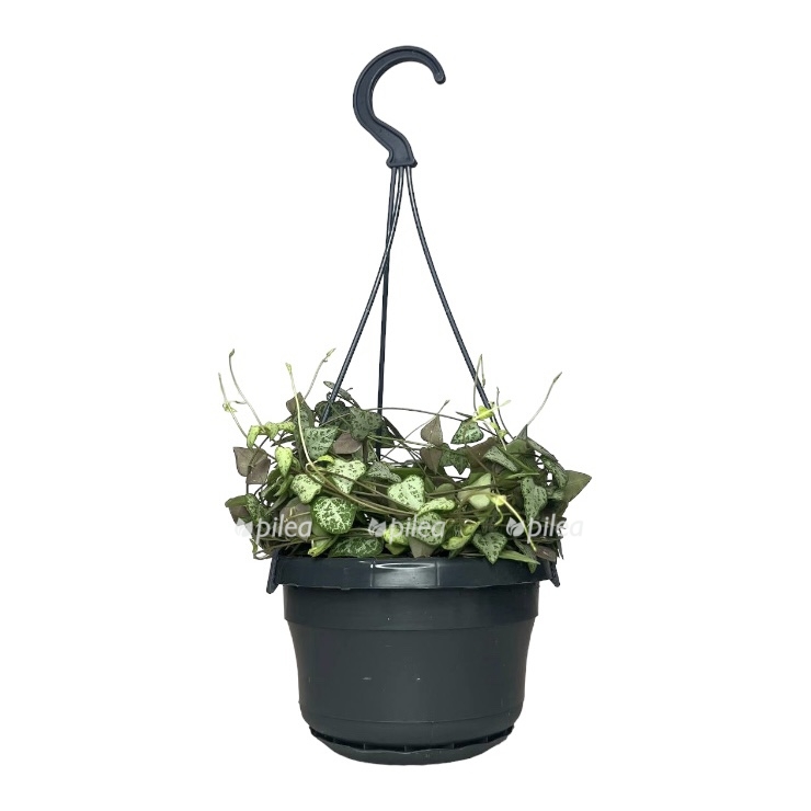 bb413c4c-4e71-417e-ba59-f179f1b934ba.jpeg bb413c4c 4e71 417e ba59 f179f1b934ba