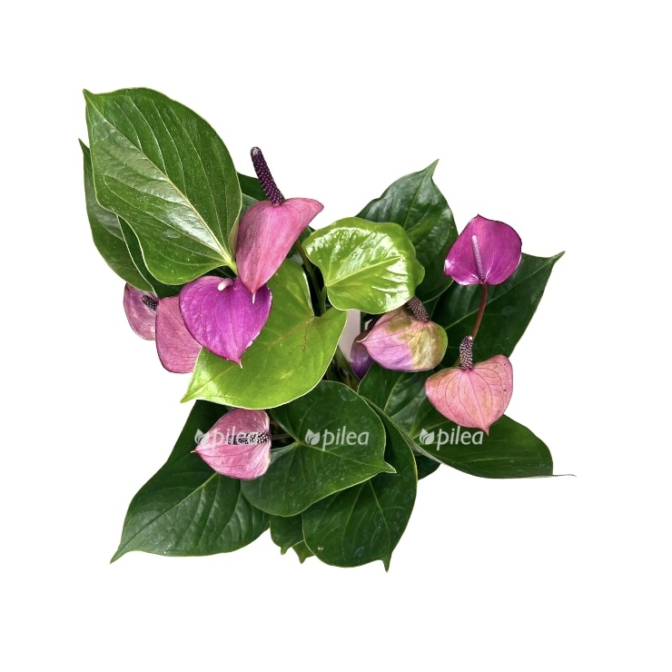 be2f5ae5 5990 48c7 a063 db83839d47da