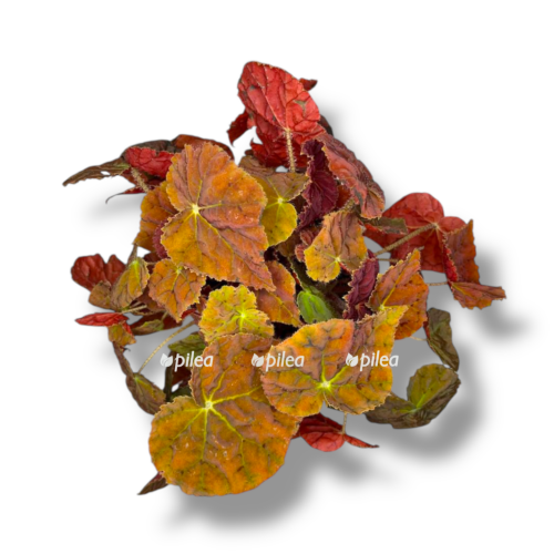 begonia autumn ember super orange form e1757510184794