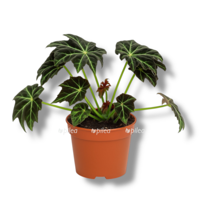 begonia drako e1758902878572