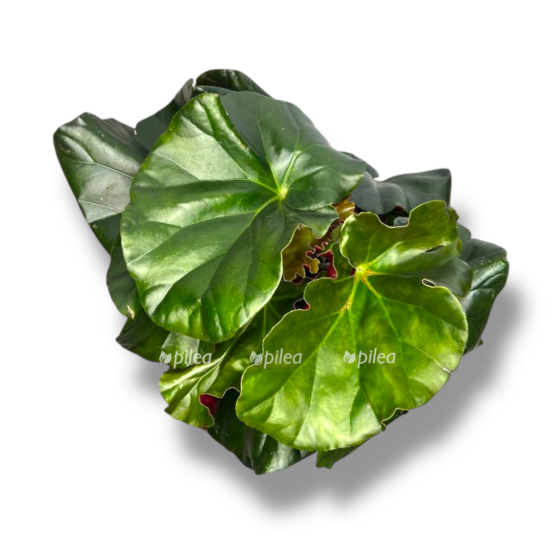 begonia fejs e1757510174409