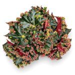 begonia munchkin
