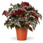 begonia munchkin