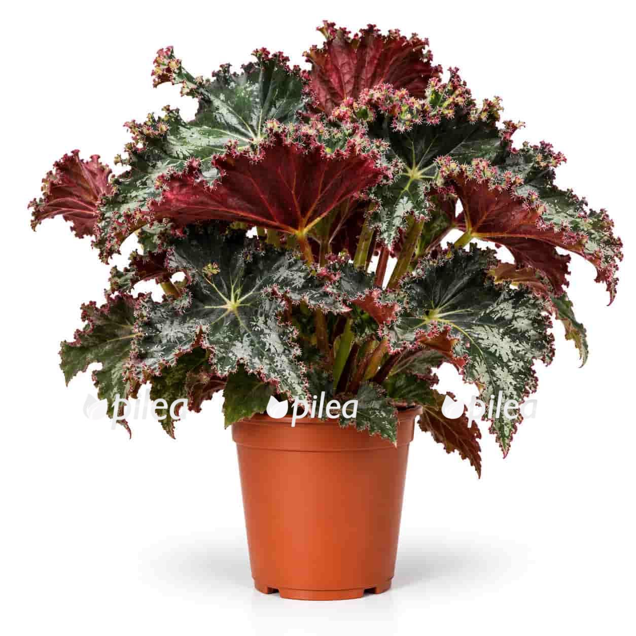 begonia-munchkin begonia munchkin