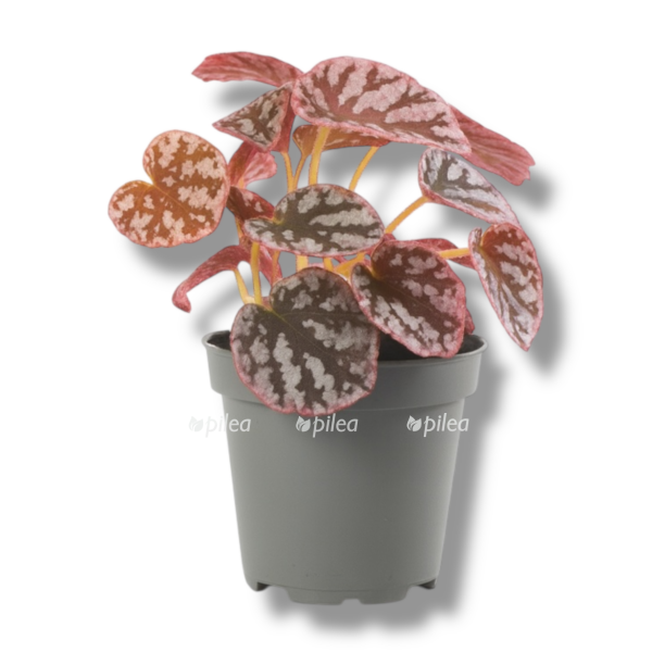 begonia rex chayo e1764692221142