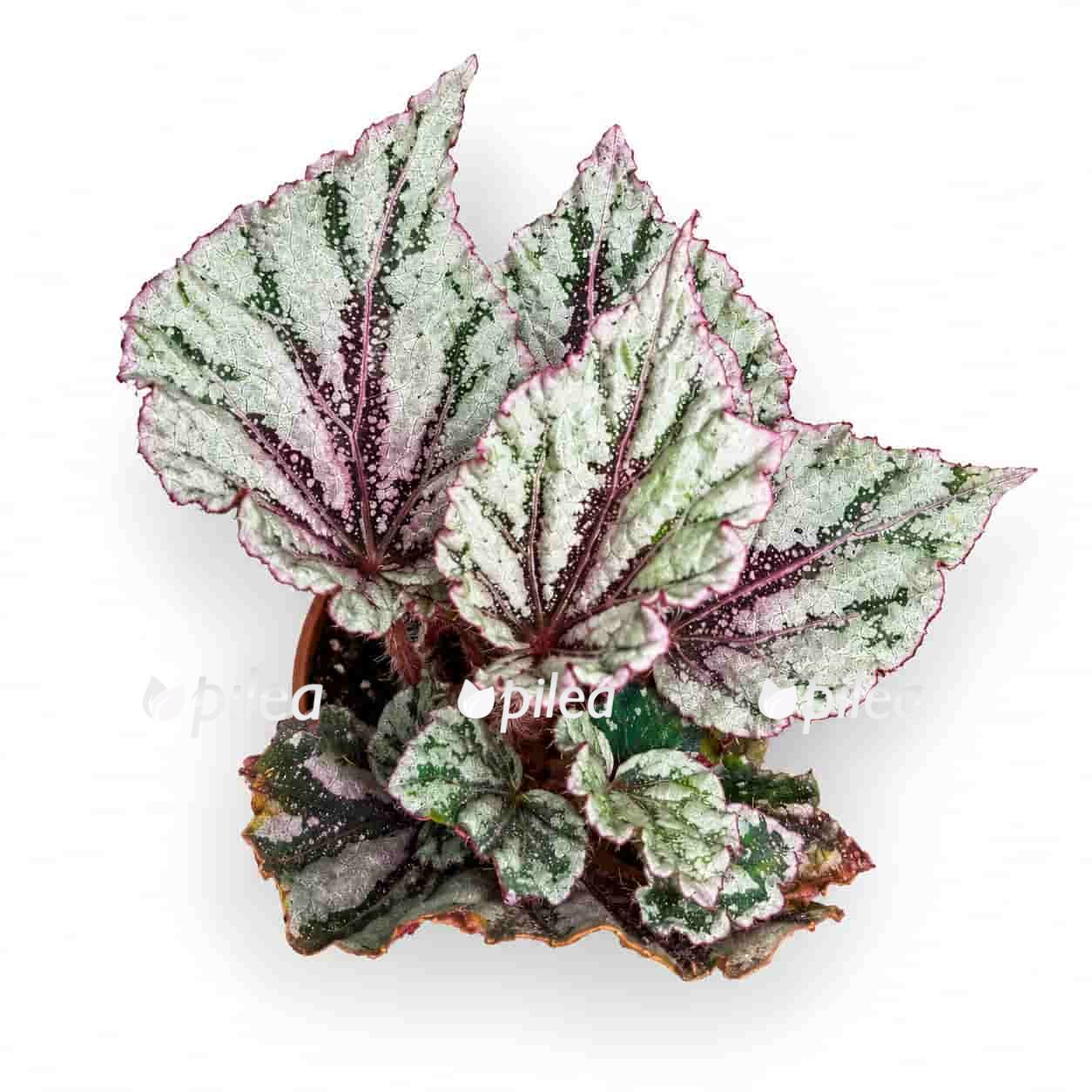 begonia rex spirit