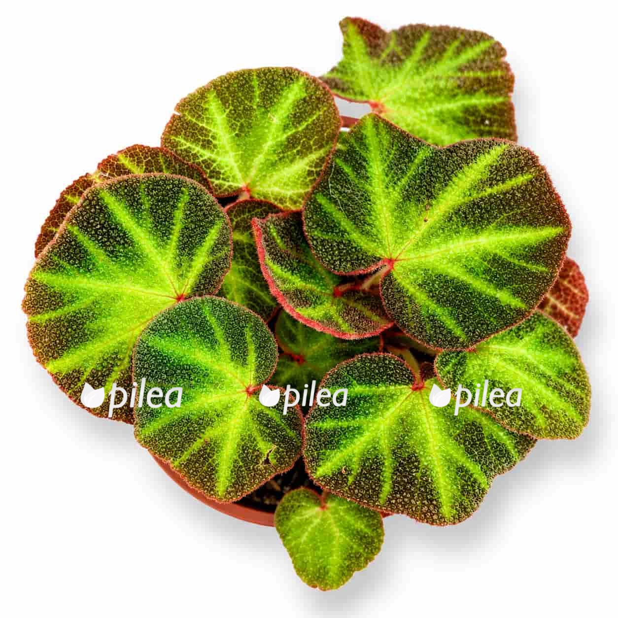 begonia soli mutata