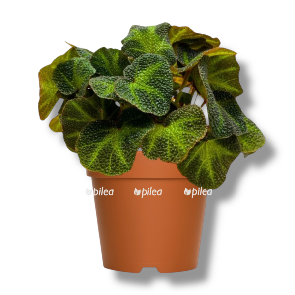 begonia soli mutata e1765644601622