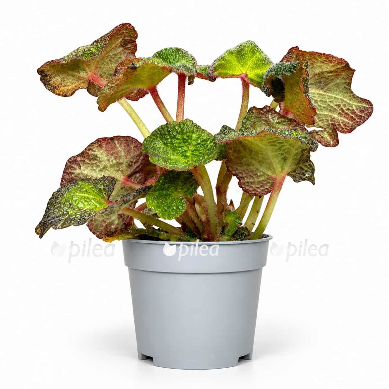 begonia soli mutata