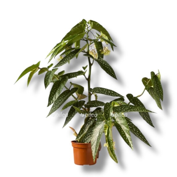 begonia tamaya e1770413924751