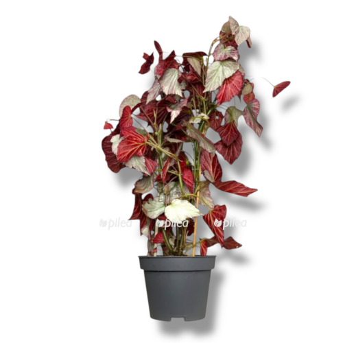 begonia two face e1757510166639