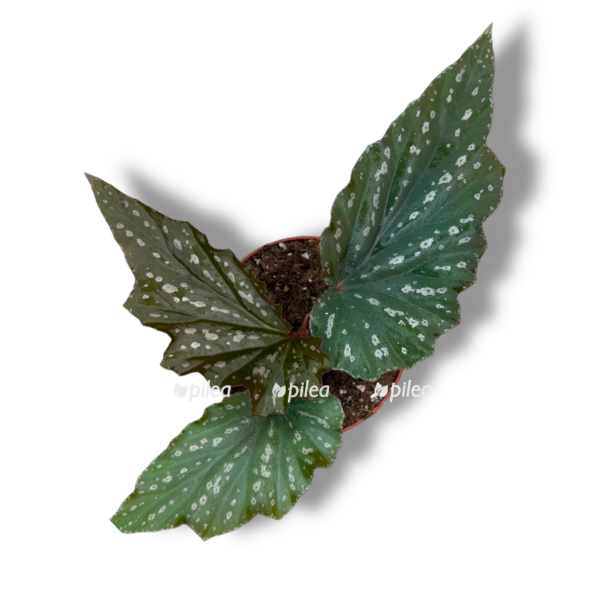 begoniya aiai 1 e1763880082696