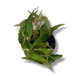 begoniya amfioksus