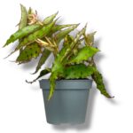 begoniya amfioksus