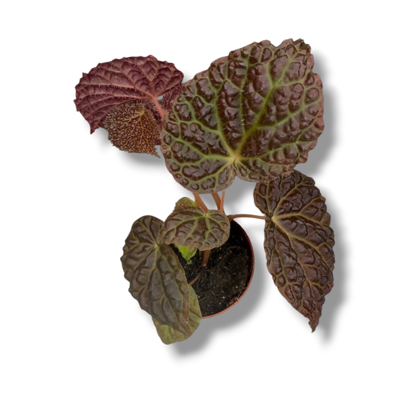 begoniya baik drakopelta