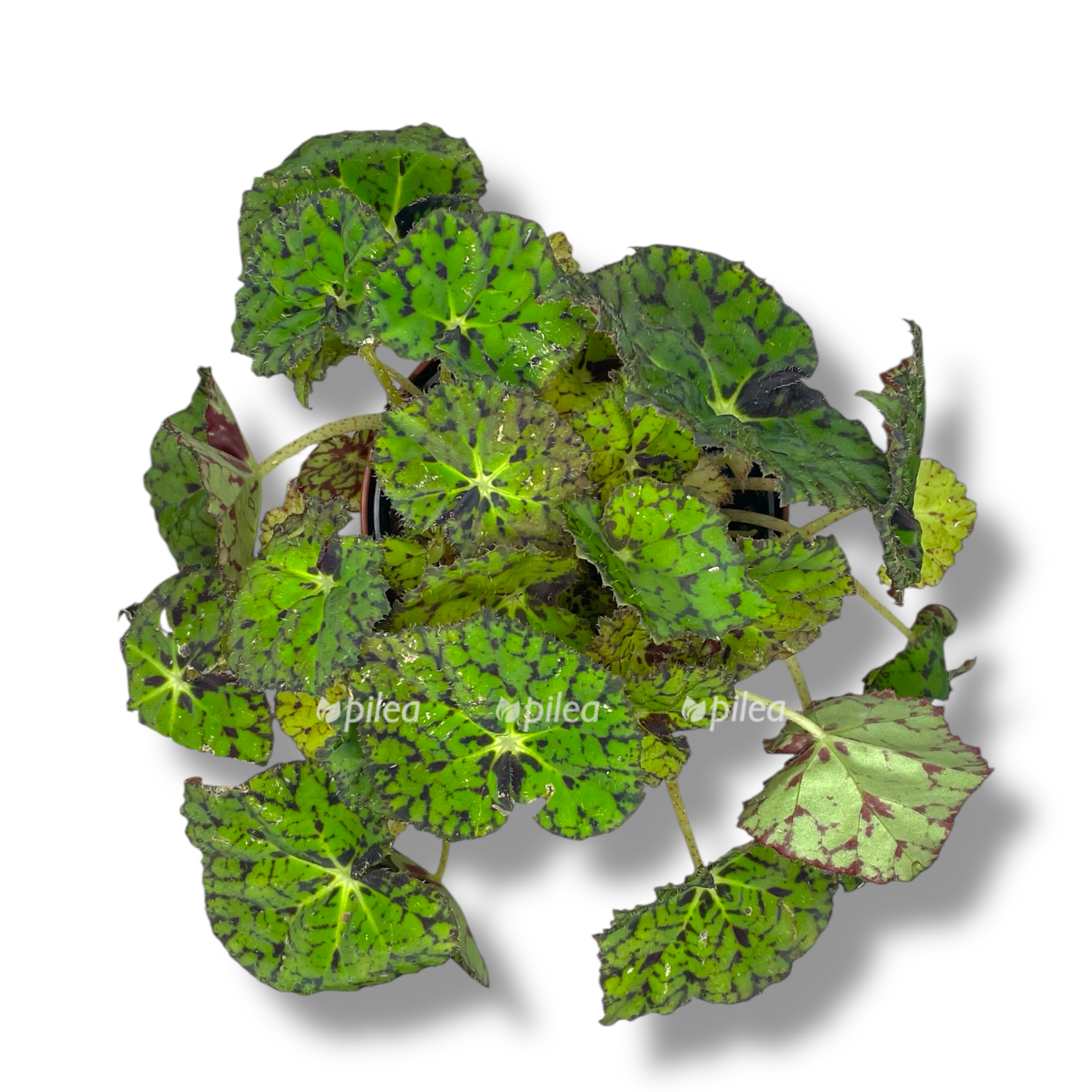 begoniya bauera tigrovaya