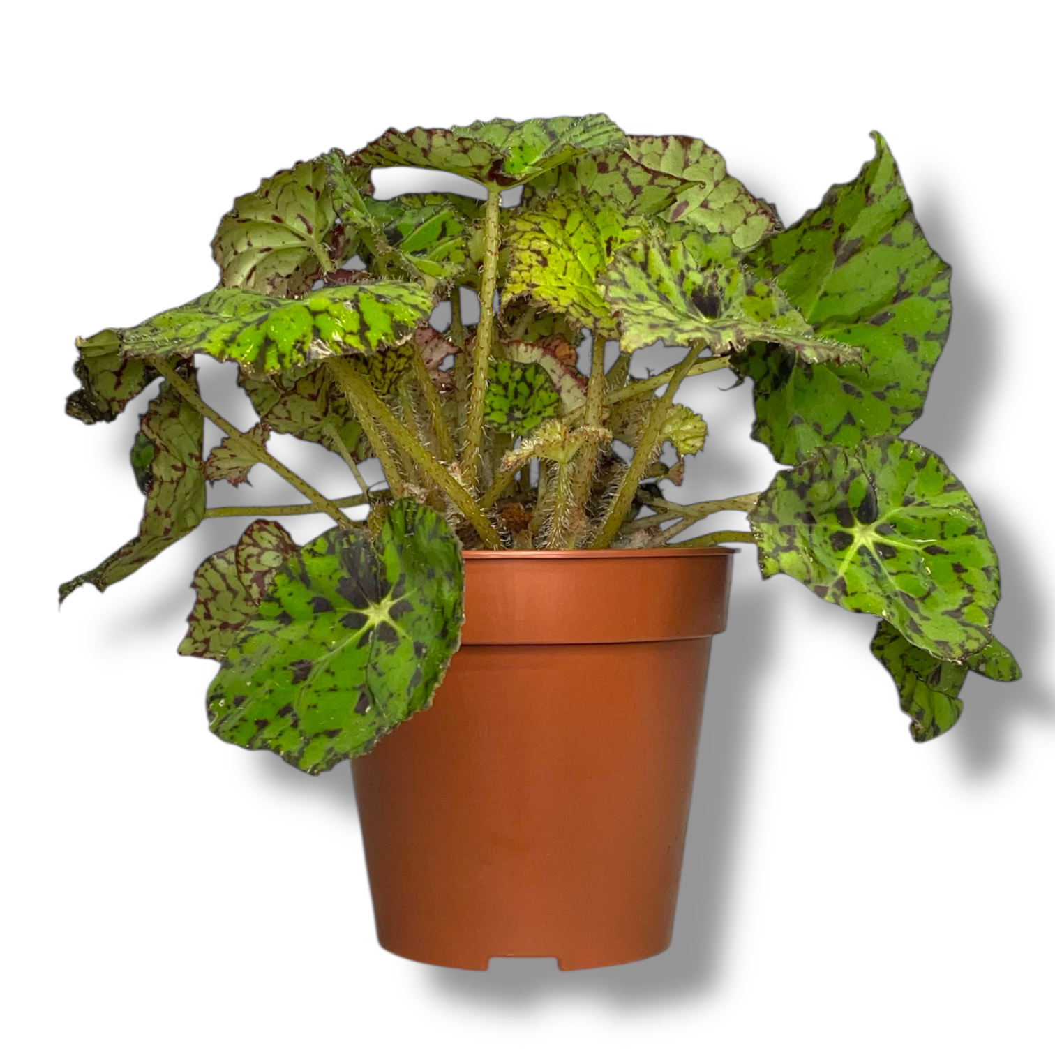 begoniya bauera tigrovaya