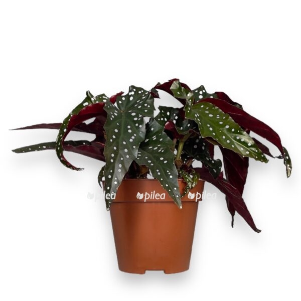 begoniya blek forest e1722952244543