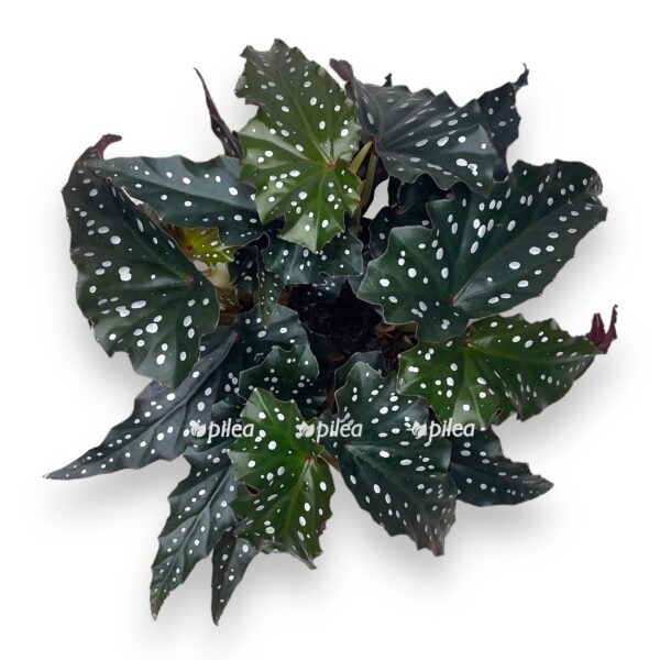 begoniya blek forest e1722952256126