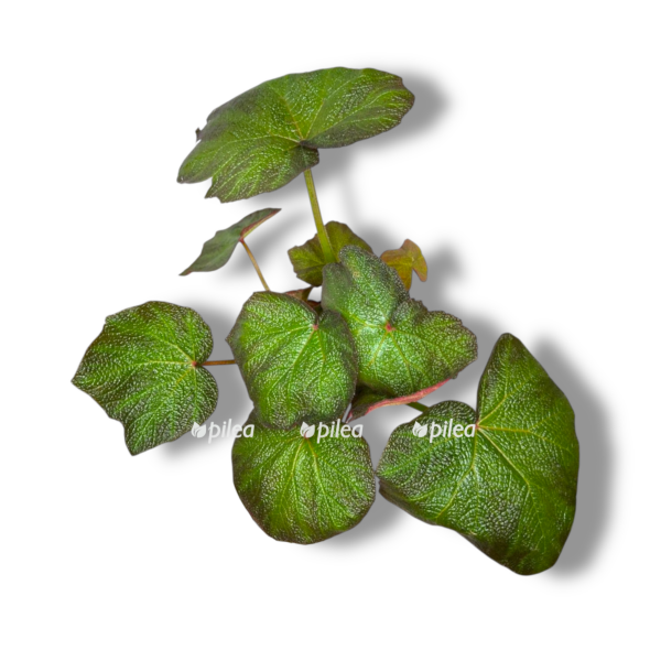 begoniya braun forest e1757006755459