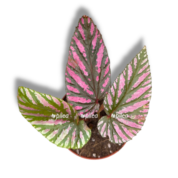 begoniya brevirimoza e1763880055789