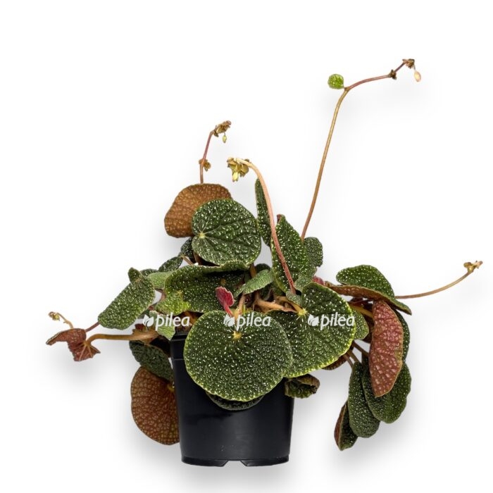 begoniya bullatifoliya e1699718187267