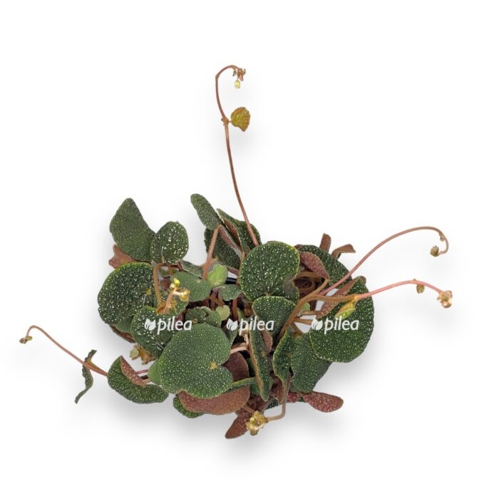 begoniya bullatifoliya. e1699718208693