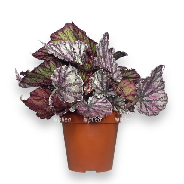 begoniya dyu drop e1770362901588