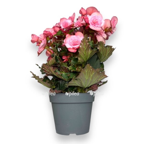 begoniya elatior muv dzhoj pink 1 1 e1728932024593